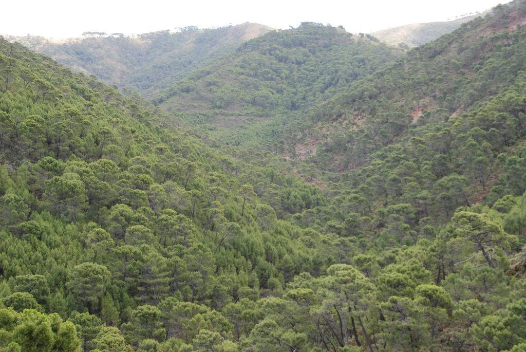La Posada Del Recovero Genalguacil Dış mekan fotoğraf